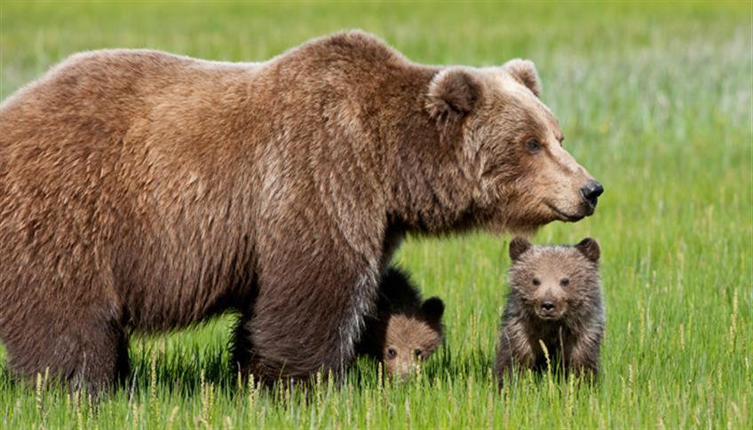 Non fare l'orso…esci dal letargo! Non fare l'orso…esci dal letargo!